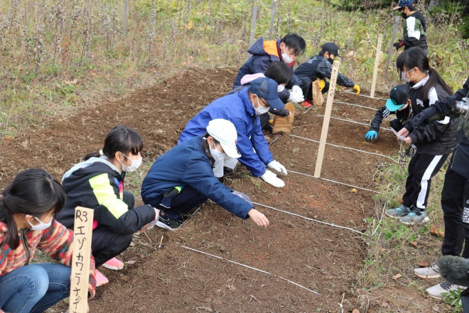 圃場への種まき