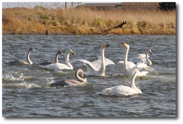 濤沸湖　白鳥公園