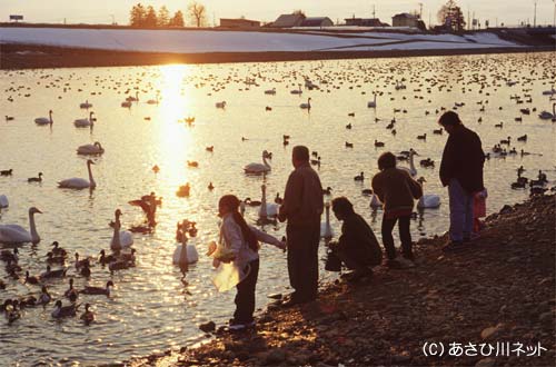 永山新川・水鳥飛来