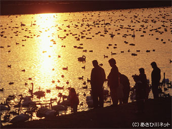 永山新川・水鳥飛来