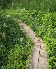 観察のための木道