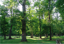 神楽岡公園