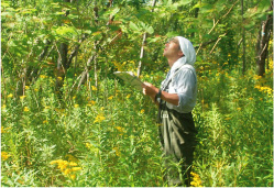 「植物調査」