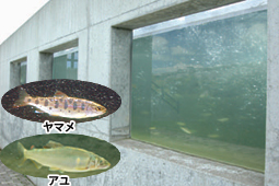 魚道観察窓の写真
