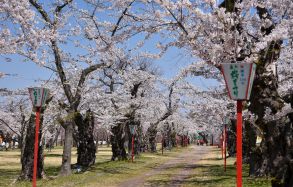 森町桜まつり