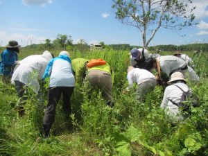 外来種「オオアワダチソウ」を駆除する参加者