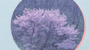 山桜のイメージ写真