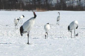 red-crowned crane