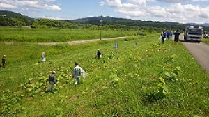 穂別川沿公園1