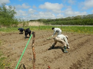 沙流川ダム　川洲畑播種体験