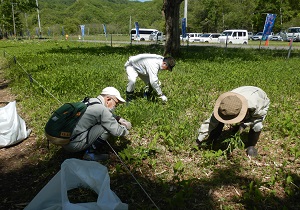 すずらん群生地除草ボランティアに参加