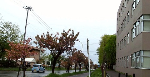 ※雨の室蘭工業大学