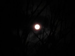 「木立の中から覗く月」の写真