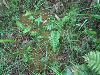 ハートの形に移植したワラミズゴケ（手前に鹿の足跡）