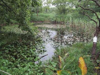 観察エリアにある水草池