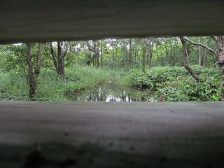 のぞき窓から見た水鳥池