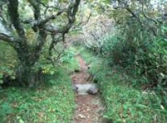 登山道（入って直後）（9月撮影）