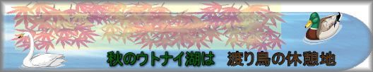 秋のウトナイ湖は渡り鳥の休憩地