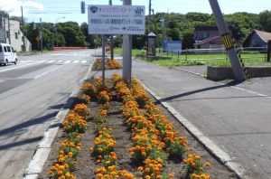 花壇の風景