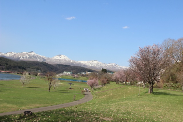 ランラン公園桜づつみ（蘭越町 尻別川）