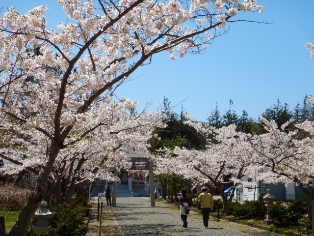 桜並木（寿都町 寿都神社）