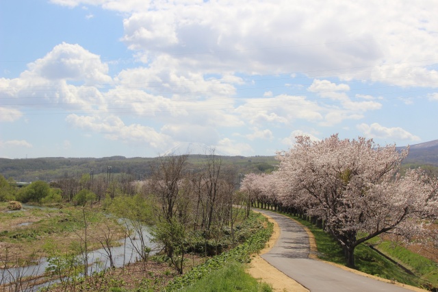 堀株川桜並木（共和町）