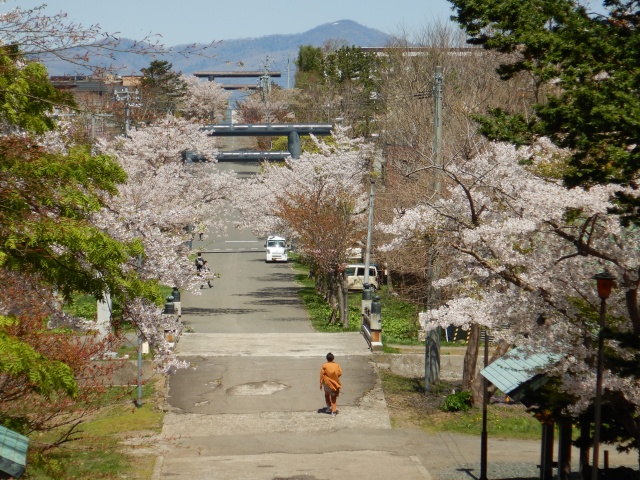 桜並木（岩内町 岩内神社）