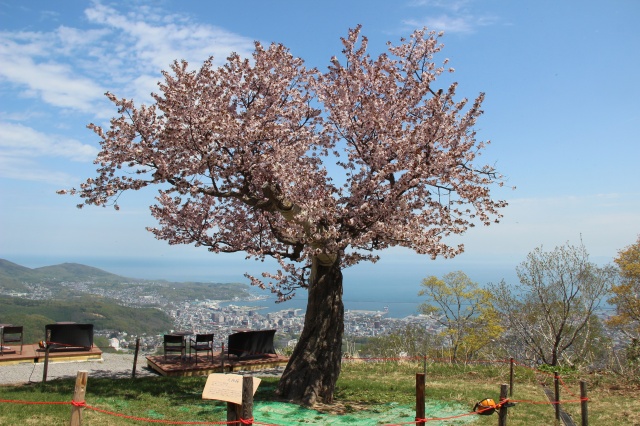 天狗桜とTENGUUテラスから望む小樽市街地・小樽港（小樽市天狗山山頂）