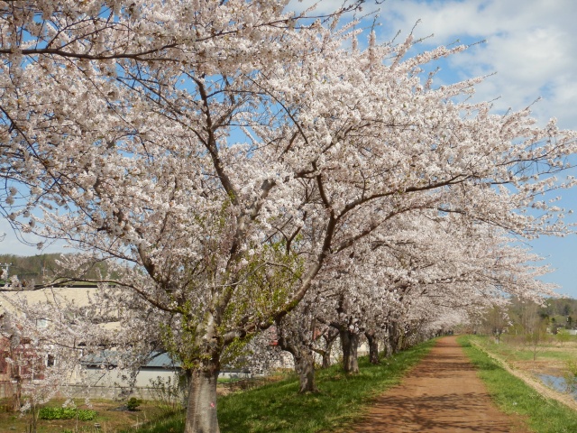 余市川桜づつみ（余市町）