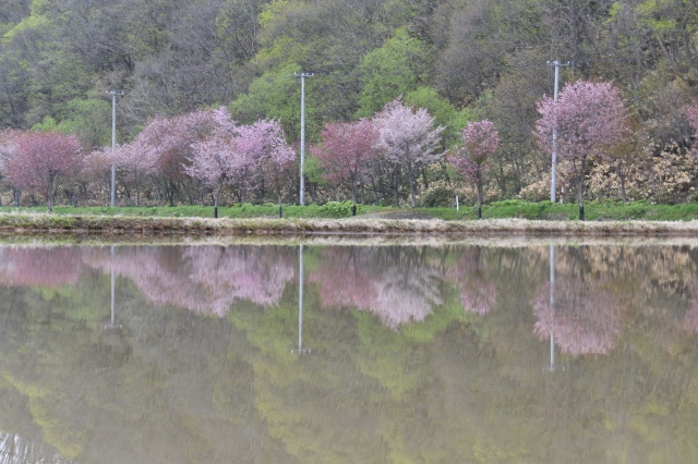 桜ロード（初山別村有明）