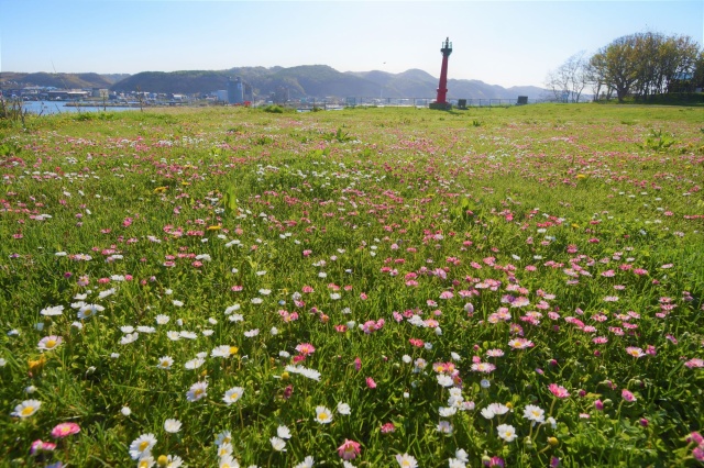 雛菊（留萌市望洋公園）