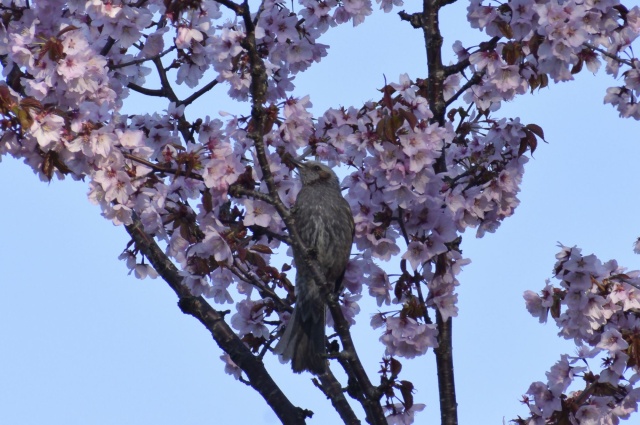 桜とツグミ（留萌市神居岩公園）