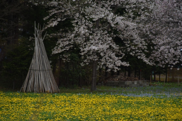 桜とエゾエンゴサクとタンポポ（増毛町）