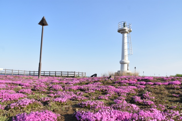 芝桜（留萌市塩見緑地）