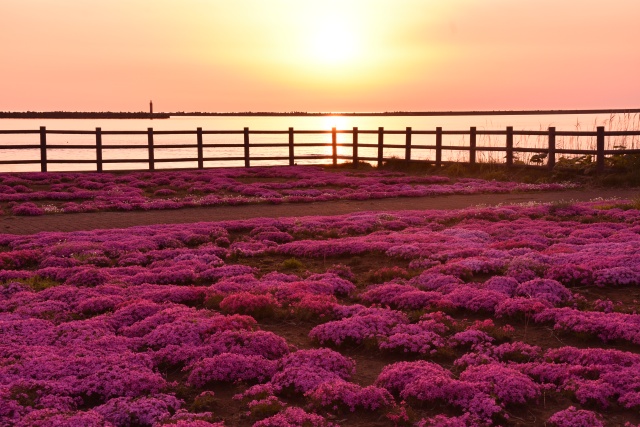 夕焼けと芝桜（留萌市塩見緑地）