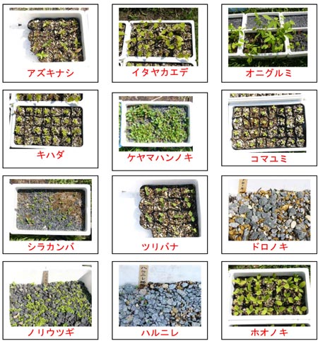 木の苗も順調に育っています。