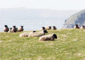 焼尻島　サフォーク種のめん羊牧場の様子