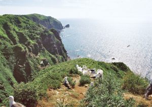 天売島　海鳥の様子