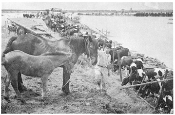 昭和36年洪水、夕張川堤防に避難した馬・牛。朝日新聞社提供（北海道開発協会蔵）  
