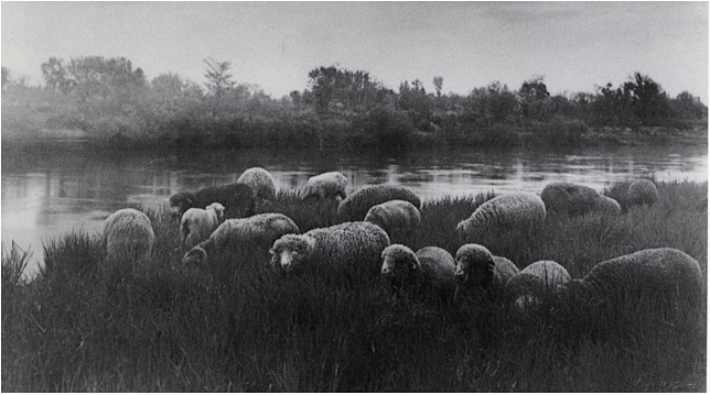 北村の石狩川でのめん羊の放牧