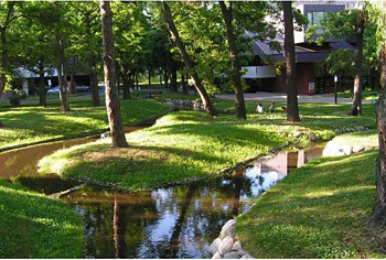 北海道大学のキャンパス内に復元されたサクシュ琴似川