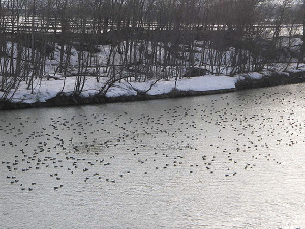 夕張川には国の天然記念物オオヒシクイなど水鳥が飛来する。