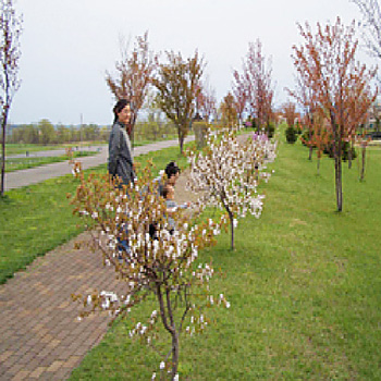 石狩川河川敷には桜が植えられている