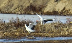 タンチョウの飛来状況（舞鶴遊水地：平成28年3月撮影