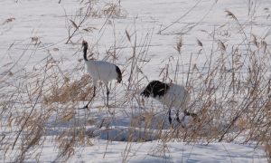 タンチョウの飛来状況（舞鶴遊水地：平成31年2月撮影）