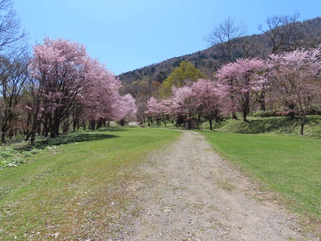 空知大滝公園の桜