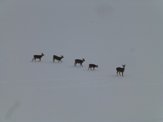 湖の氷上を歩く鹿2