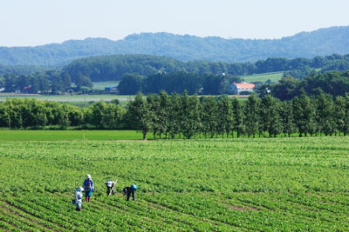 嶮淵川周辺の農作業の風景