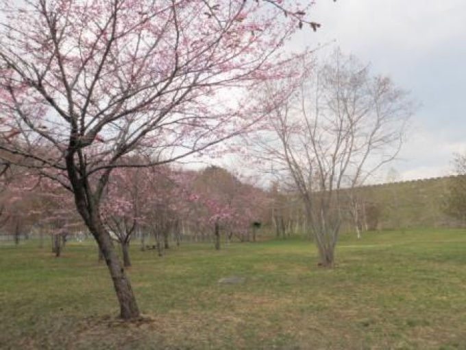 桜とダム堤体