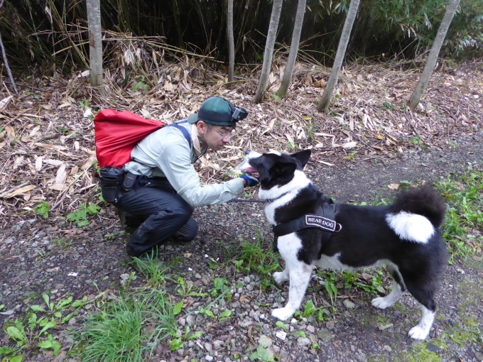 ベアドッグ確認状況